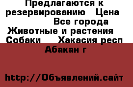 Предлагаются к резервированию › Цена ­ 16 000 - Все города Животные и растения » Собаки   . Хакасия респ.,Абакан г.